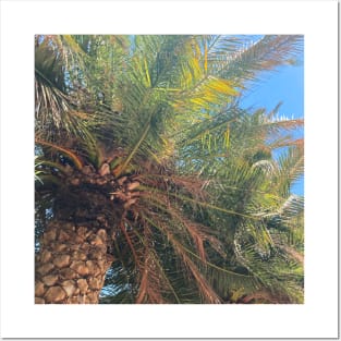 Pretty Palm Tree Photography design with blue sky nature lovers Posters and Art